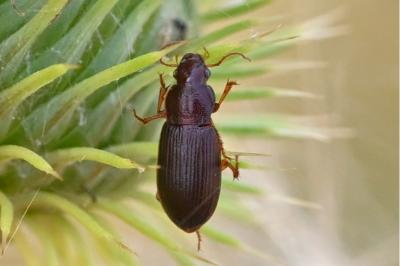 <i>Ophonus</i>