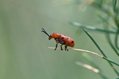 <i>Crioceris duodecimpunctata</i>