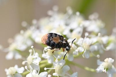 <i>Megabruchidius dorsalis</i>