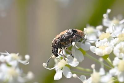 <i>Megabruchidius dorsalis</i>