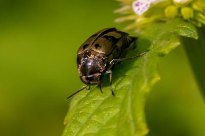 <i>Variimorda</i>
