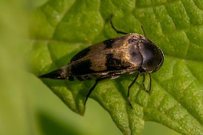 <i>Variimorda</i>