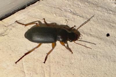 <i>Pseudoophonus rufipes</i>