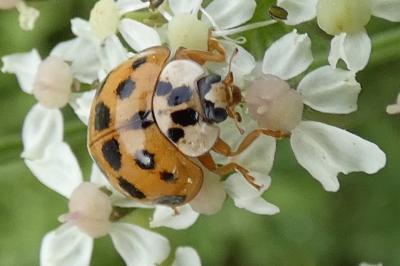 <i>Harmonia axyridis</i>