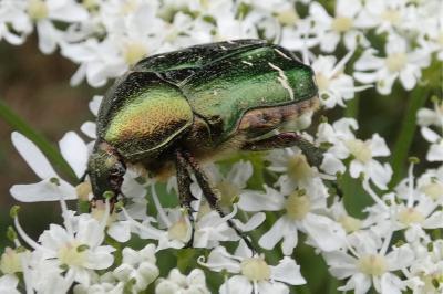 <i>Cetonia aurata</i>