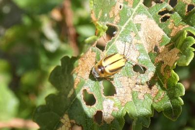 <i>Xanthogaleruca luteola</i>