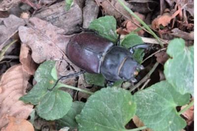 <i>Lucanus cervus</i>
