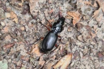<i>Pterostichus madidus</i>