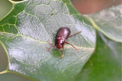 <i>Nalassus laevioctostriatus</i>