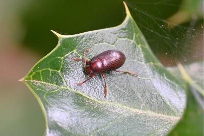 <i>Nalassus laevioctostriatus</i>