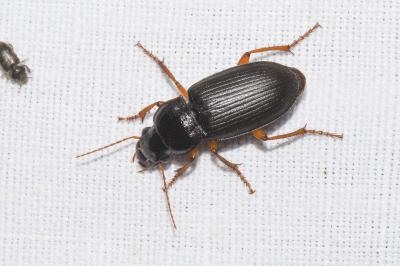 <i>Pseudoophonus calceatus</i>