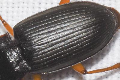 <i>Pseudoophonus calceatus</i>