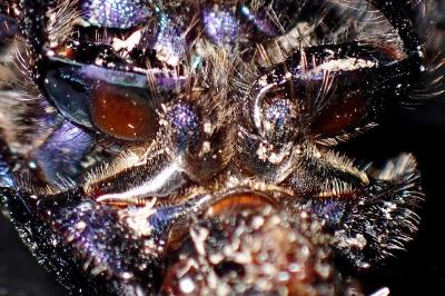<i>Geotrupes spiniger</i>
