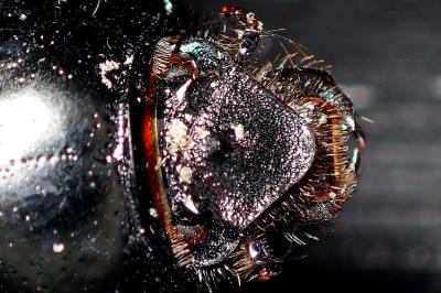 <i>Geotrupes spiniger</i>