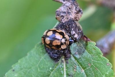 <i>Adalia decempunctata</i>