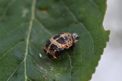 <i>Harmonia axyridis</i>