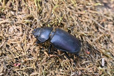 <i>Lucanus cervus</i>