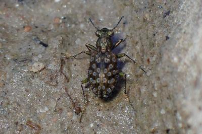 <i>Elaphrus riparius</i>