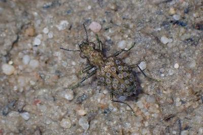 <i>Elaphrus riparius</i>