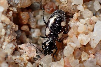 <i>Lionychus quadrillum</i>
