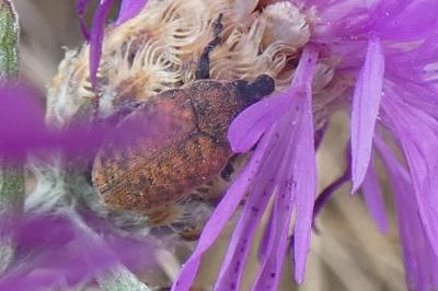 <i>Larinus</i>