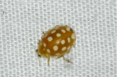 <i>Halyzia sedecimguttata</i>