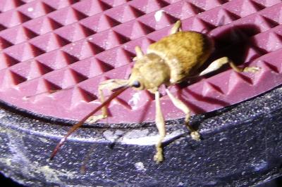 <i>Curculio elephas</i>