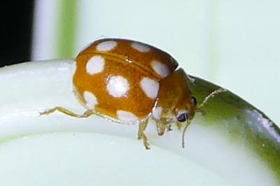 <i>Vibidia duodecimguttata</i>