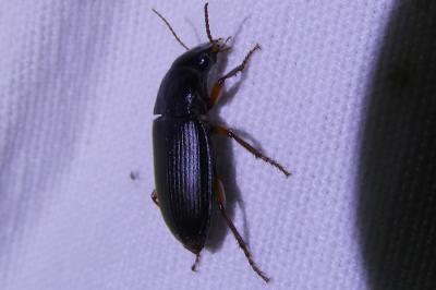 <i>Pseudoophonus rufipes</i>