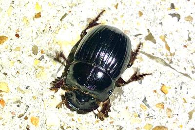 <i>Copris lunaris</i>