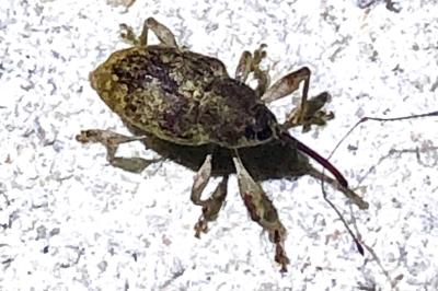 <i>Curculio</i>