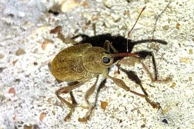 <i>Curculio</i>