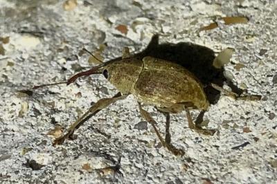 <i>Curculio</i>