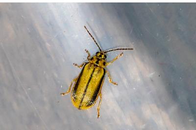 <i>Xanthogaleruca luteola</i>