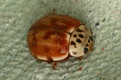 <i>Harmonia quadripunctata</i>