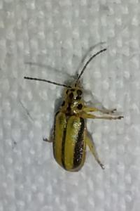 <i>Xanthogaleruca luteola</i>