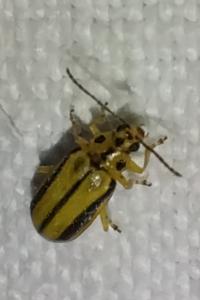<i>Xanthogaleruca luteola</i>