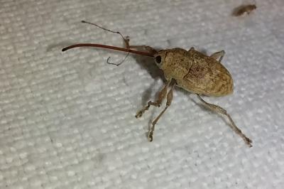<i>Curculio elephas</i>