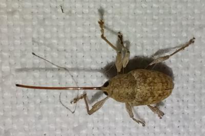 <i>Curculio elephas</i>