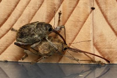 <i>Curculio elephas</i>