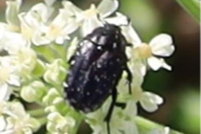 <i>Oxythyrea funesta</i>