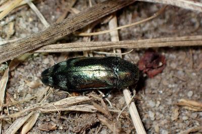 <i>Coraebus fasciatus</i>