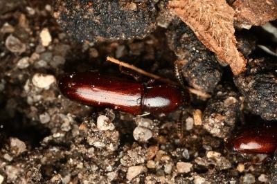<i>Corticeus</i>