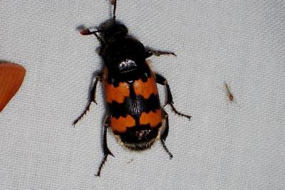 <i>Nicrophorus vespillo</i>