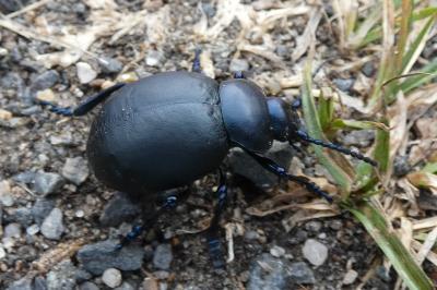 <i>Timarcha tenebricosa</i>