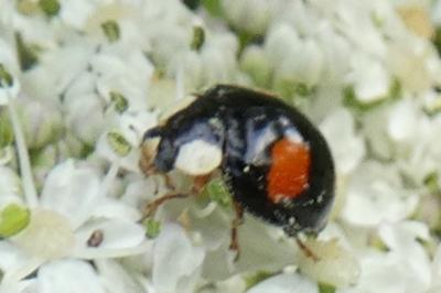 <i>Harmonia axyridis</i>