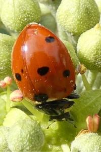 <i>Coccinella septempunctata</i>