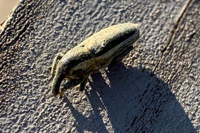 <i>Lixus ochraceus</i>