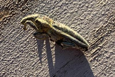 <i>Lixus ochraceus</i>