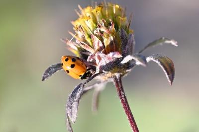 <i>Hippodamia variegata</i>